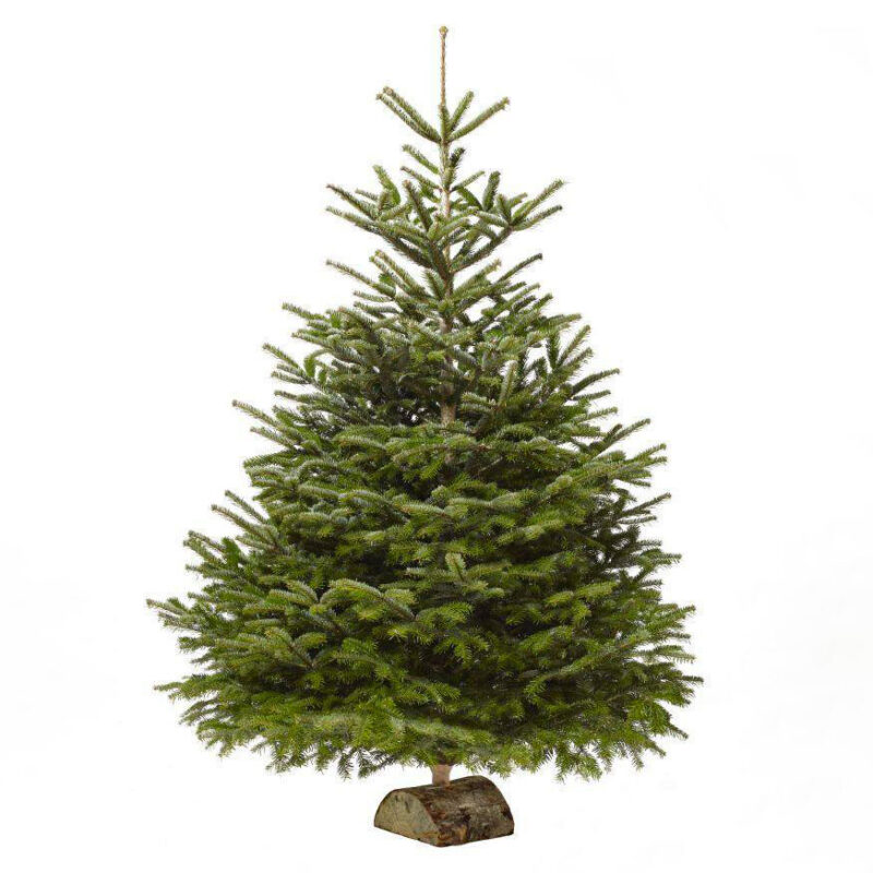 Sapin Nordmann