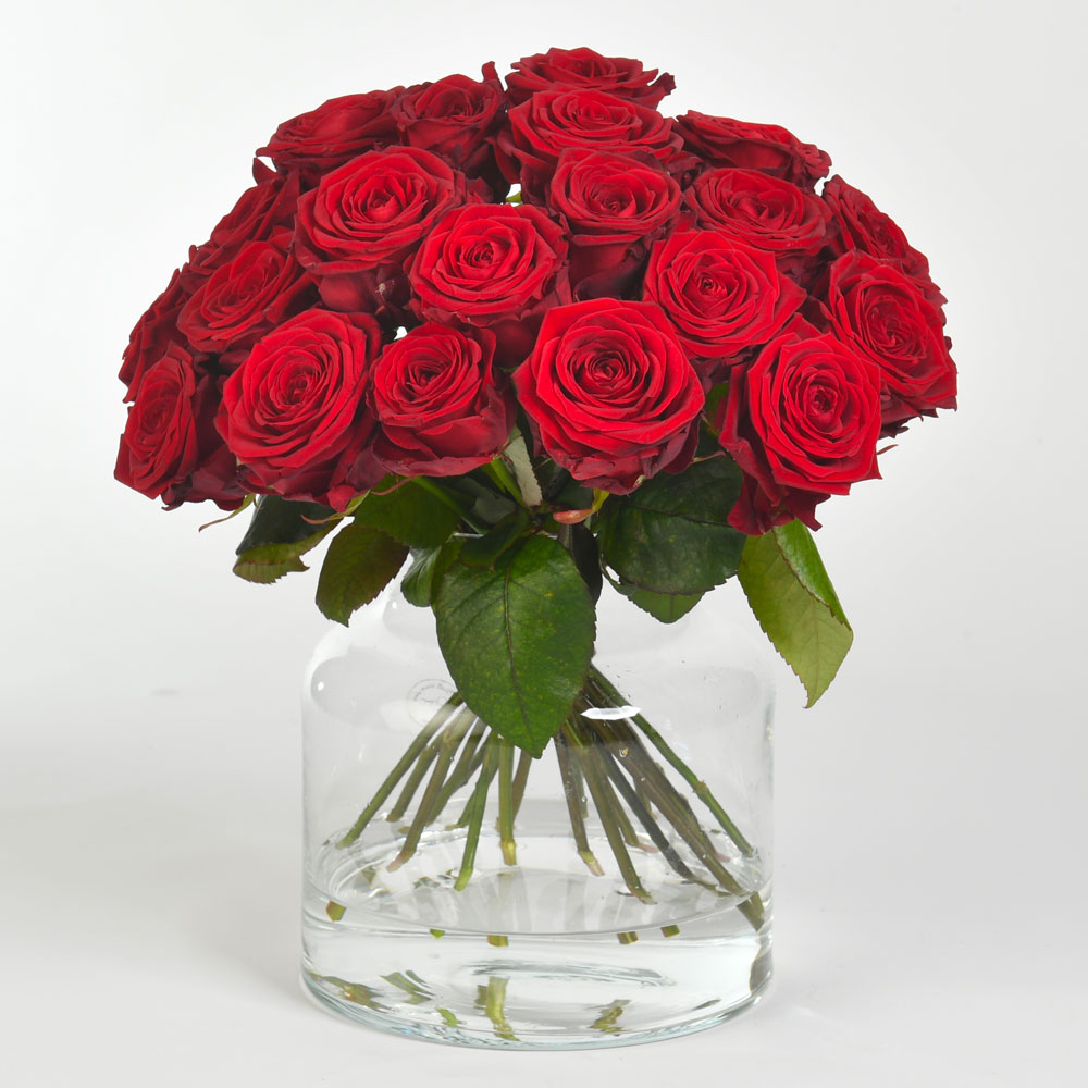 Rose-2
