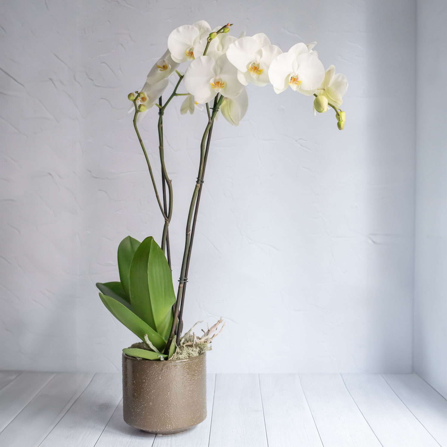 Kalis_Orchidees-1