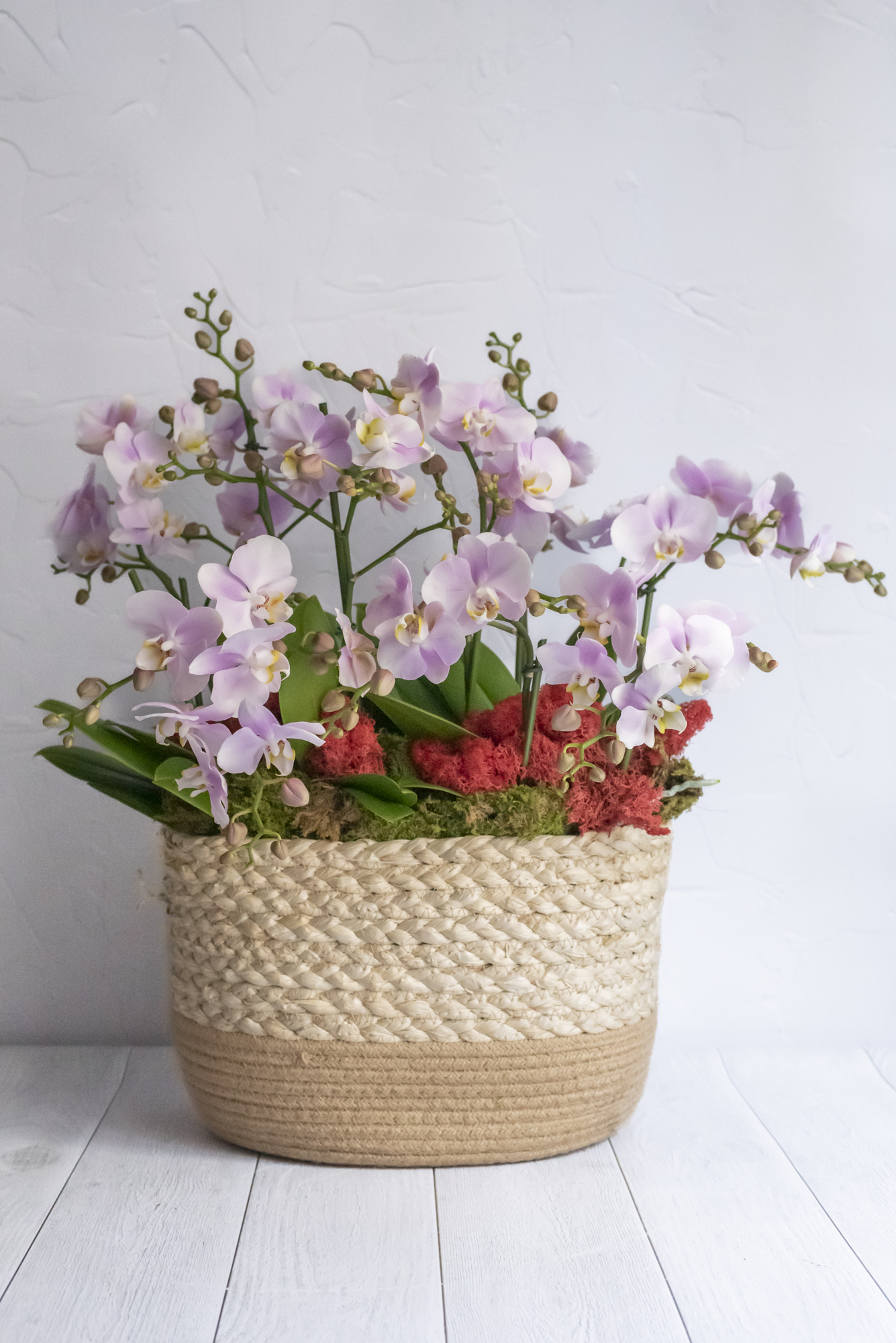 Kalis_Orchidées-10
