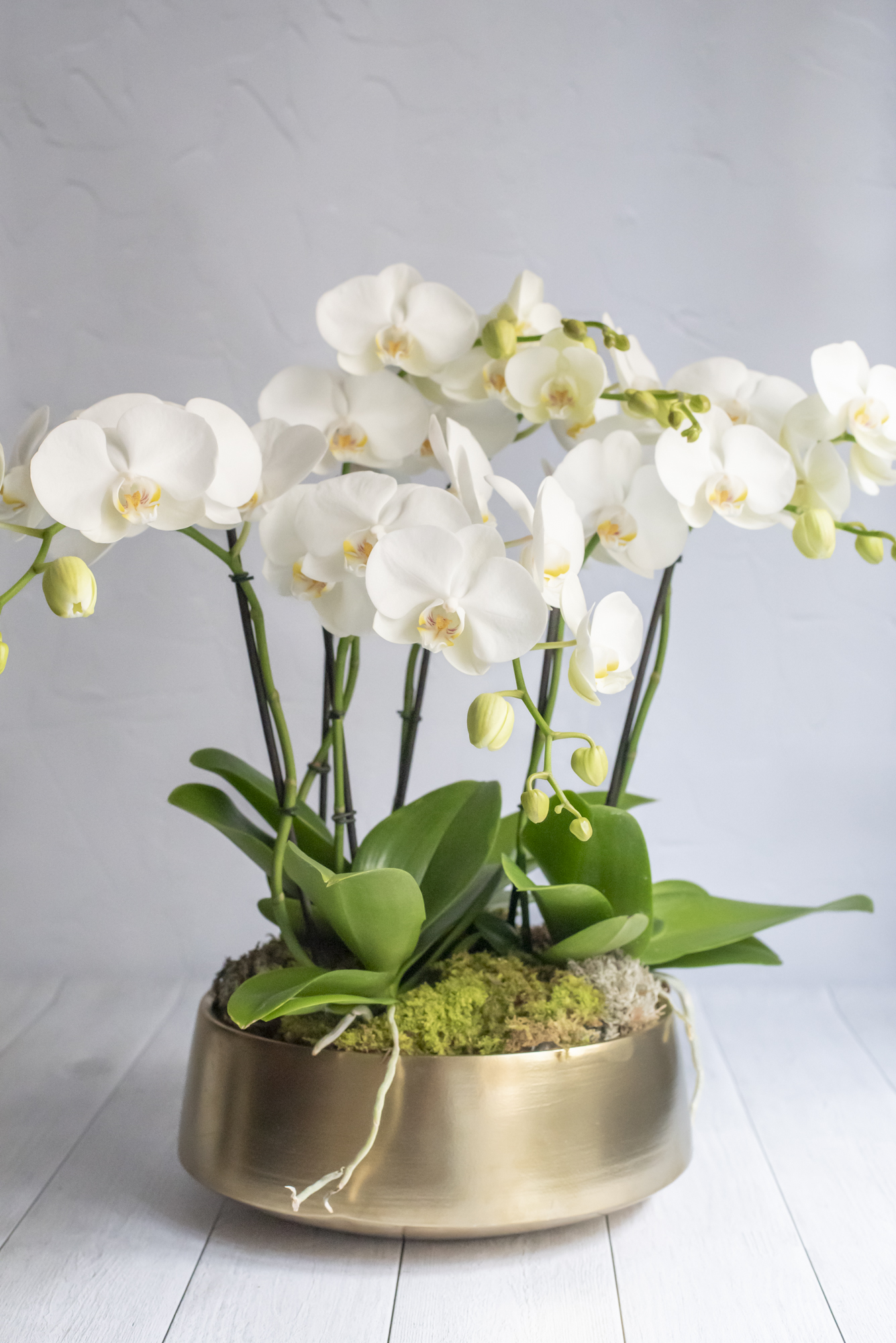 Kalis_Orchidées-5
