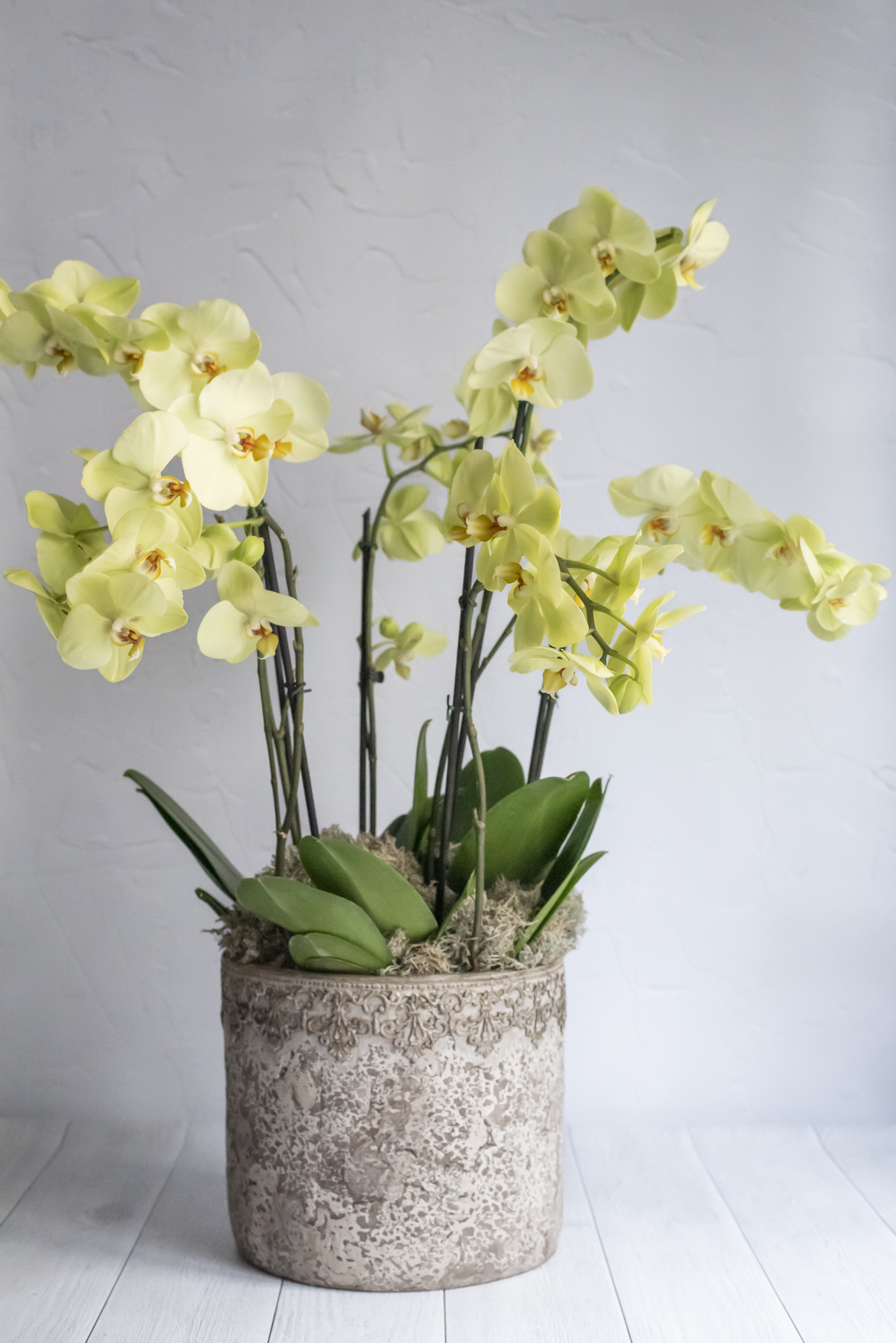 Kalis_Orchidées-6