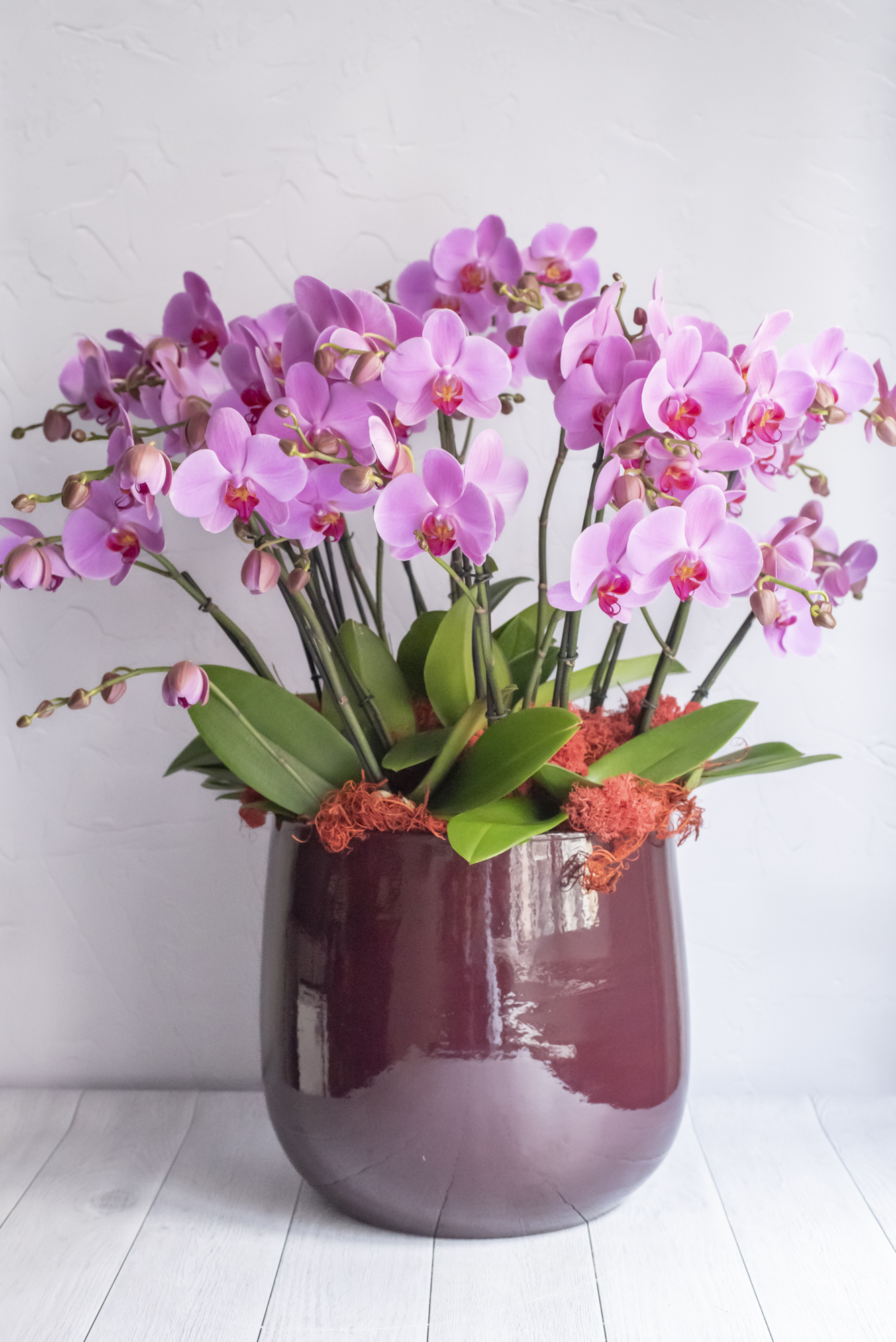Kalis_Orchidées-9