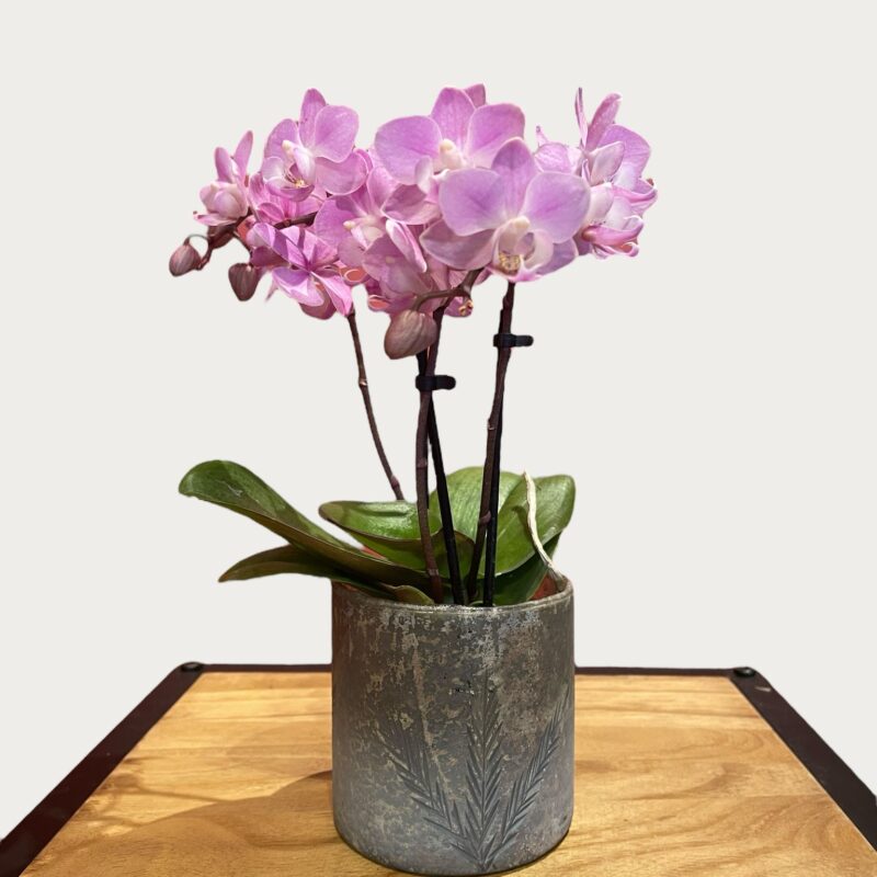 mini orchidées + cache pot