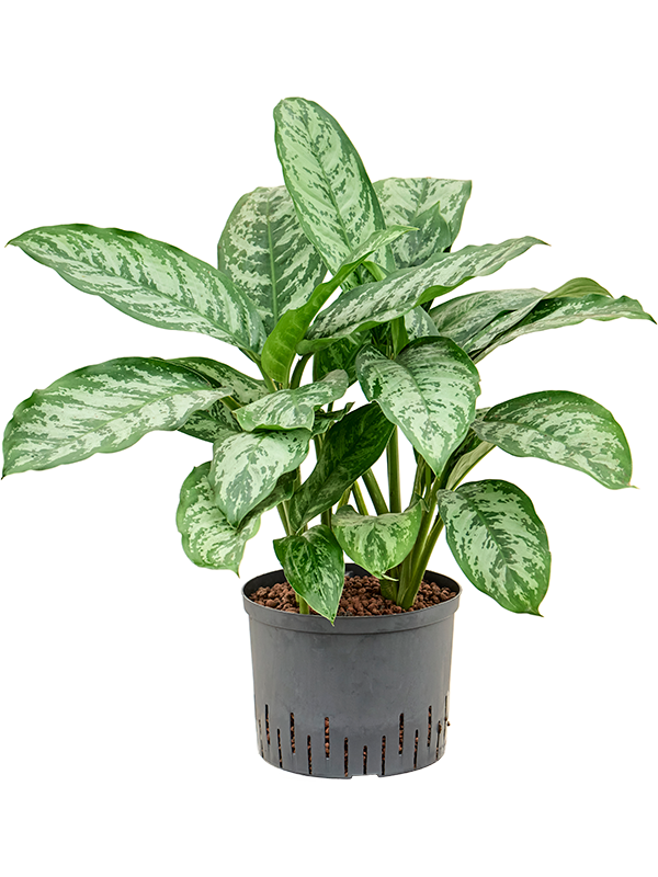 Aglaonema 'Chantal'