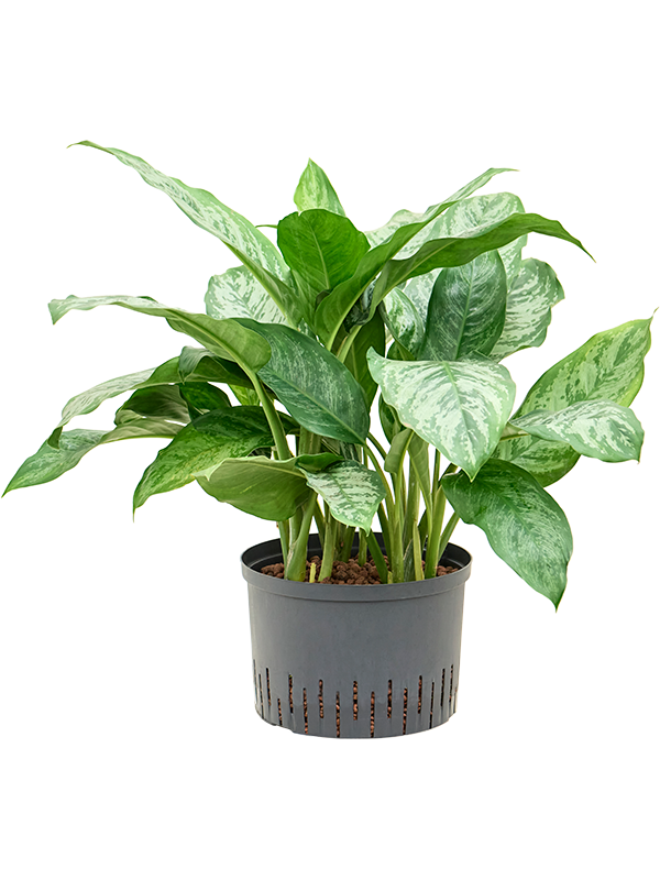 Aglaonema 'Chantal'
