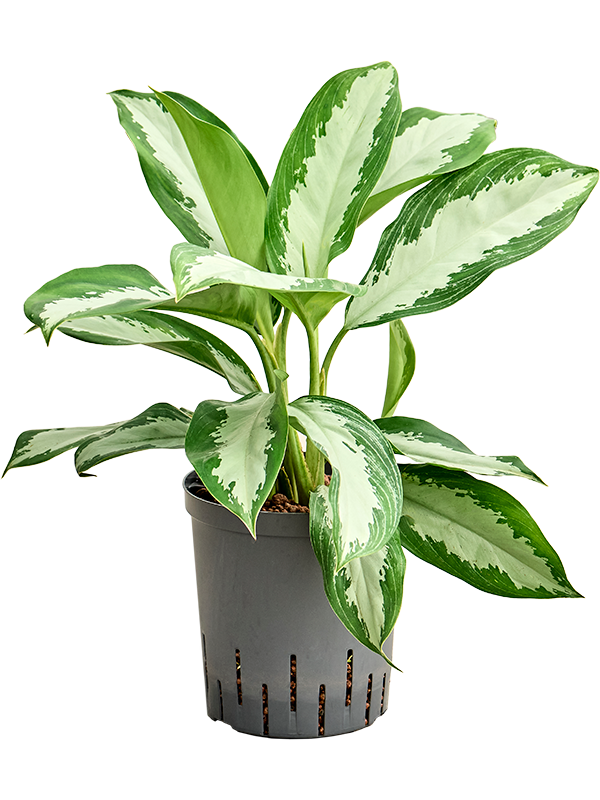 Aglaonema 'Diamond bay'