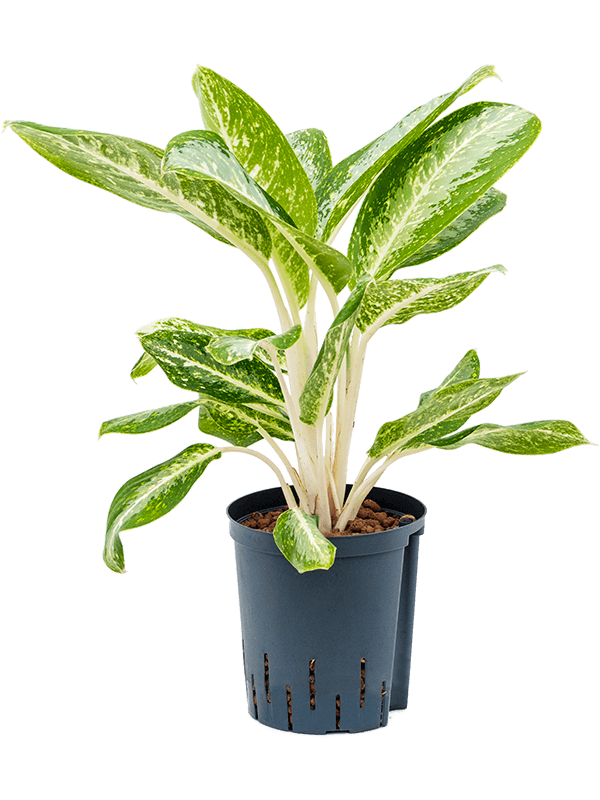 Aglaonema 'Anouk'