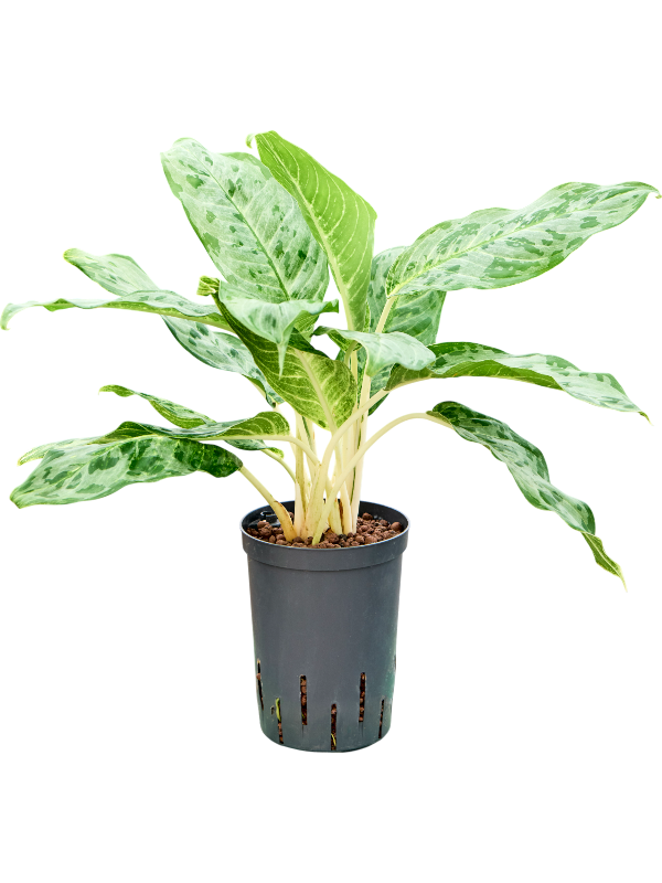 Aglaonema 'Pavo real'