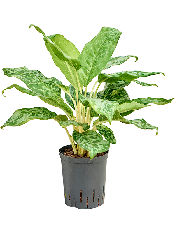 Aglaonema 'Pavo real'