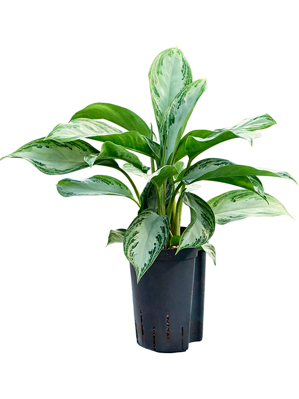 Aglaonema 'Silver Bay'