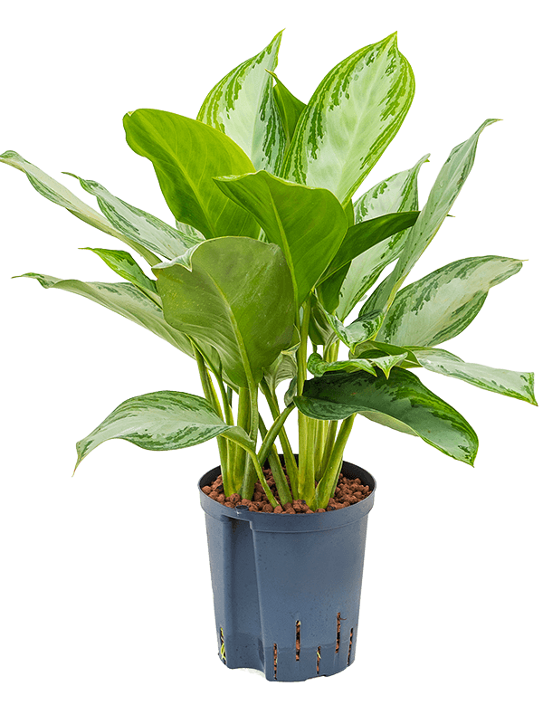 Aglaonema 'Silver Bay'