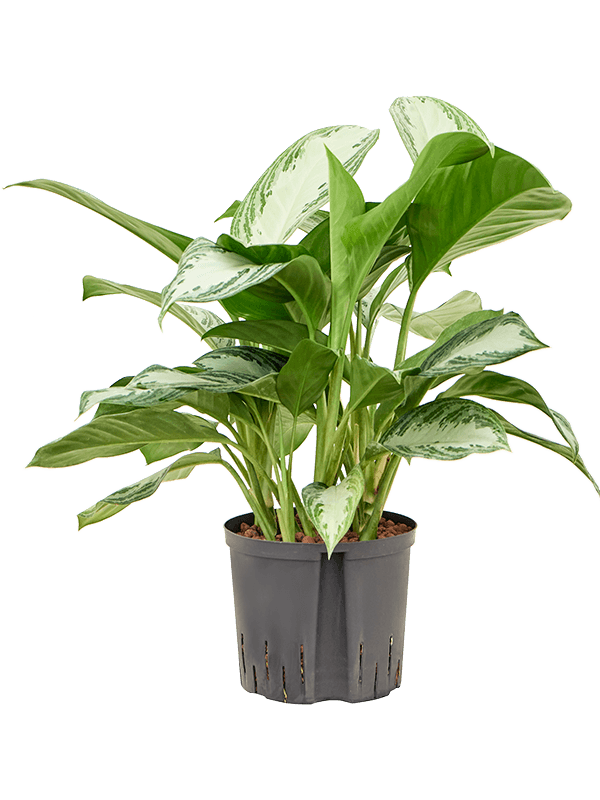 Aglaonema 'Silver Bay'