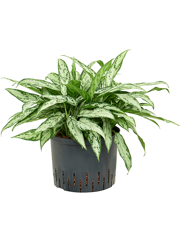 Aglaonema 'Silver Queen'