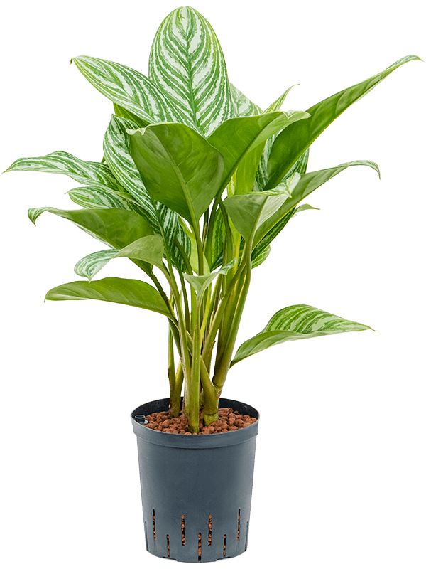 Aglaonema 'Stripes'