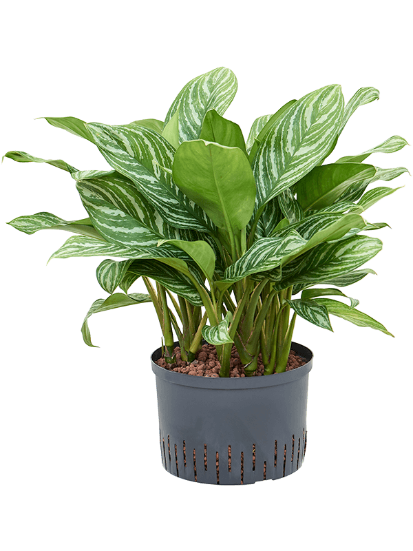 Aglaonema 'Stripes'