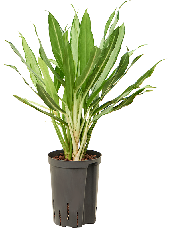 Aglaonema 'White lance'