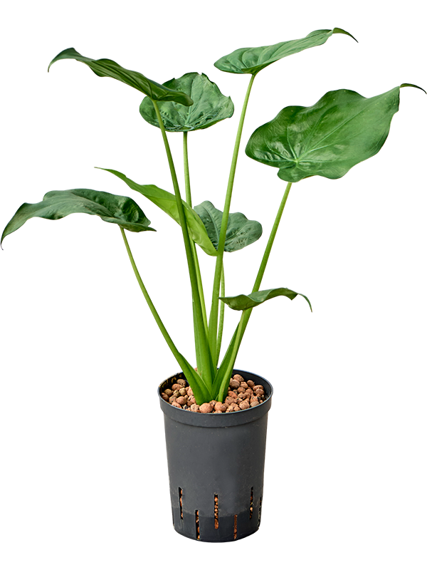 Alocasia cucullata