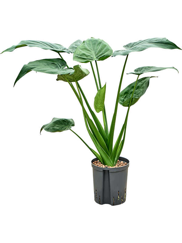 Alocasia cucullata