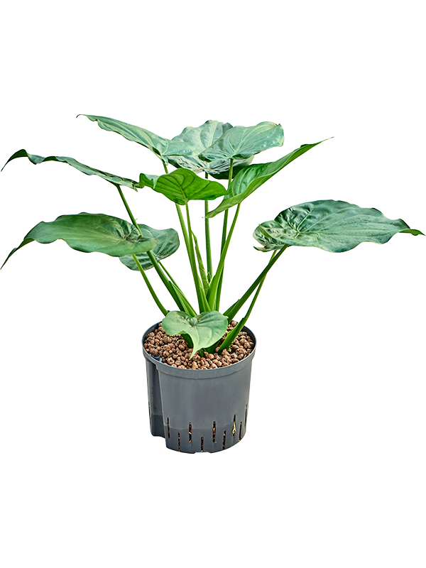 Alocasia cucullata