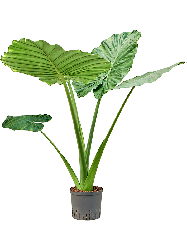 Alocasia macrorrhizos