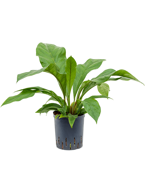 Anthurium ellipticum 'Jungle bush'
