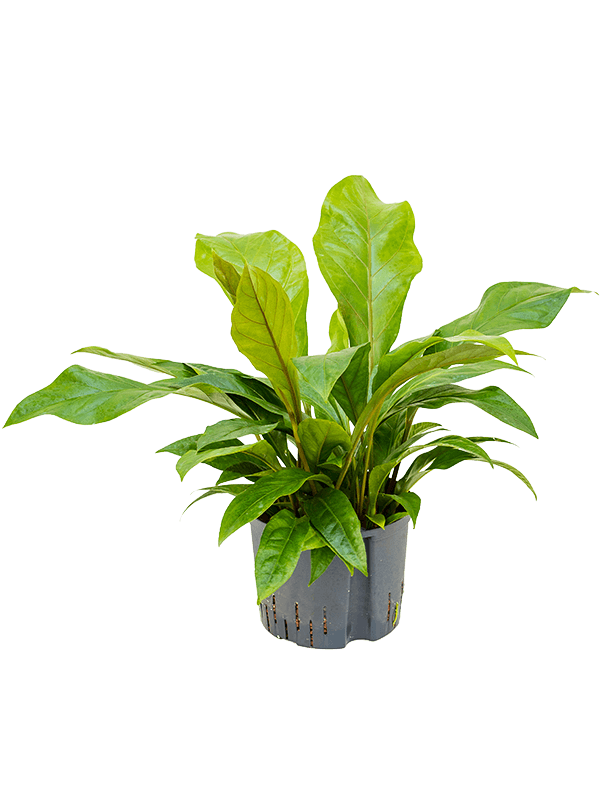 Anthurium ellipticum 'Jungle bush'