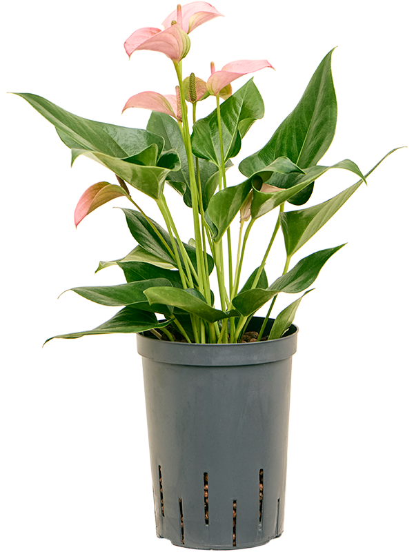 Anthurium andraeanum 'Joli'