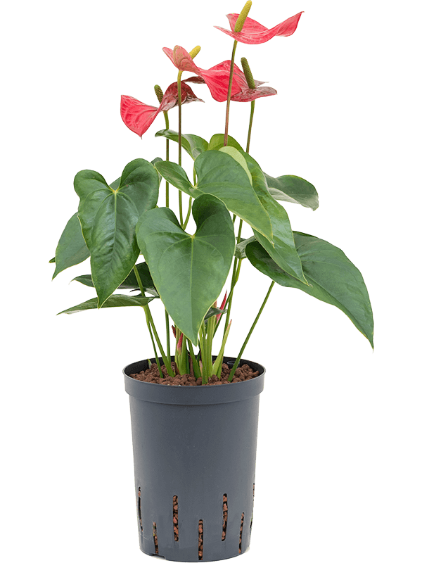 Anthurium andraeanum 'Sierra'