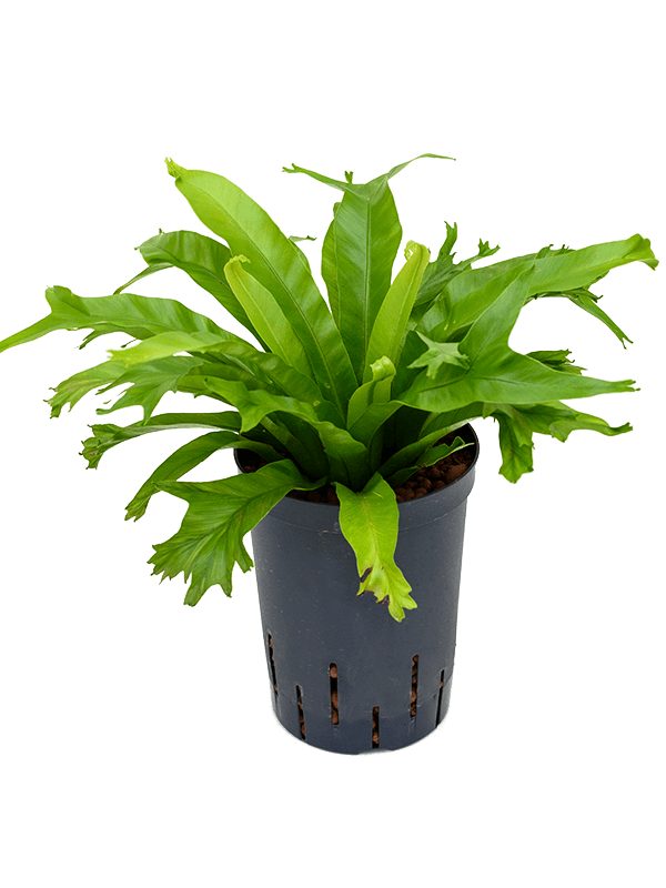 Asplenium antiquum 'Amy'