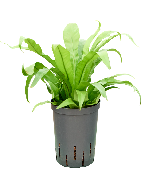 Asplenium antiquum