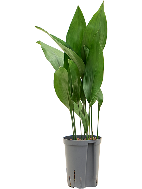 Aspidistra elatior