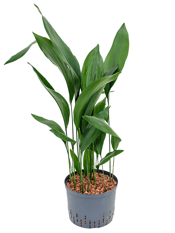 Aspidistra elatior