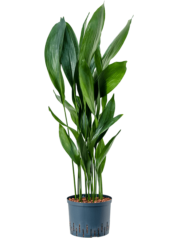 Aspidistra elatior