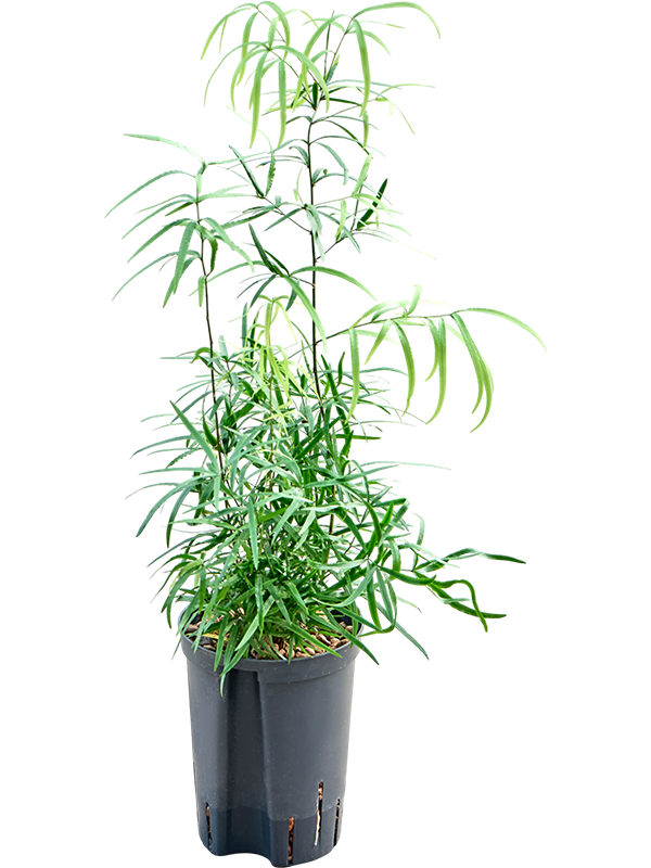 Asparagus falcatus