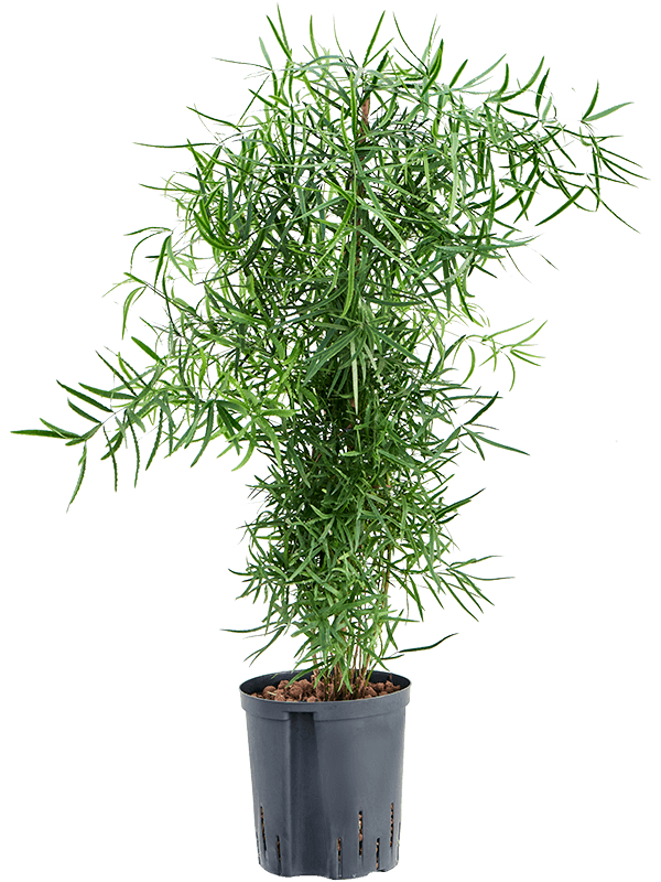Asparagus falcatus