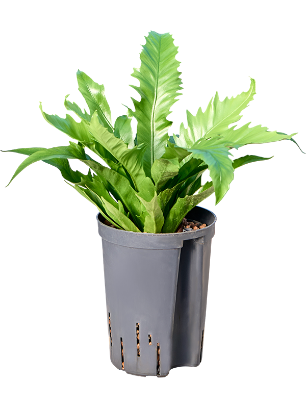 Asplenium antiquum 'Gioia'