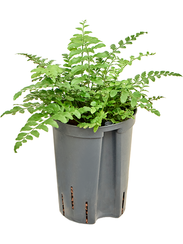 Asplenium dimorphum 'Parvati'