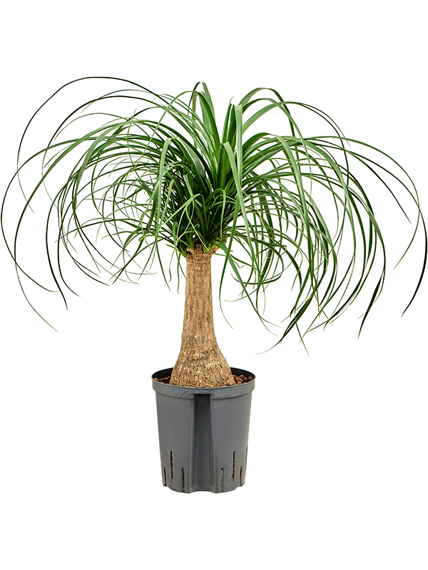 Beaucarnea recurvata