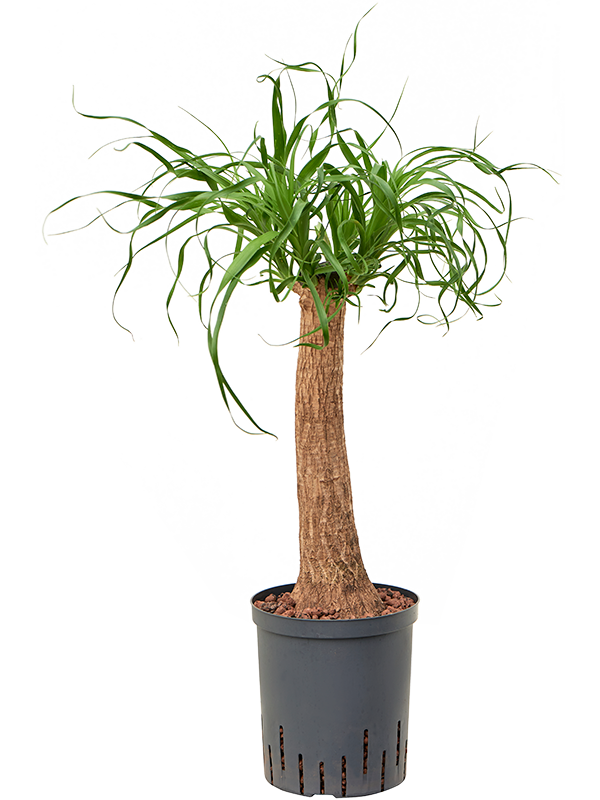 Beaucarnea recurvata