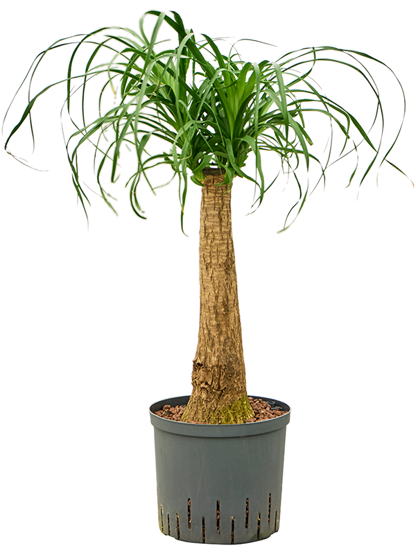 Beaucarnea recurvata