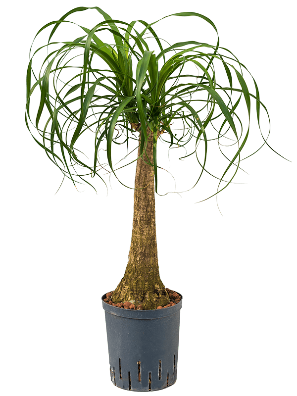 Beaucarnea recurvata