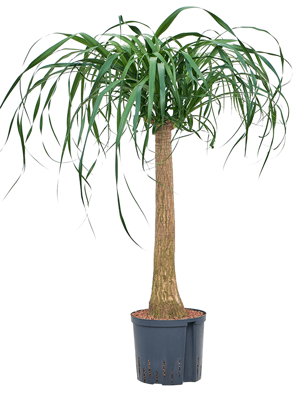 Beaucarnea recurvata