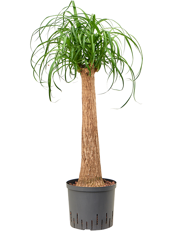 Beaucarnea recurvata