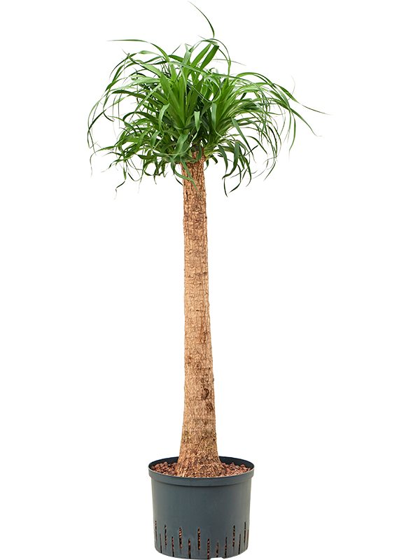 Beaucarnea recurvata