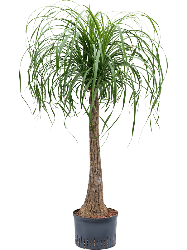 Beaucarnea recurvata