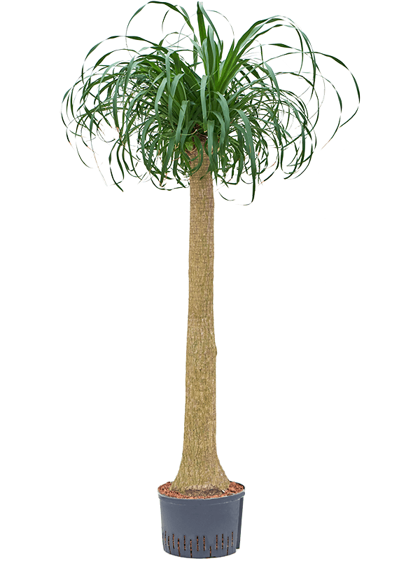 Beaucarnea recurvata