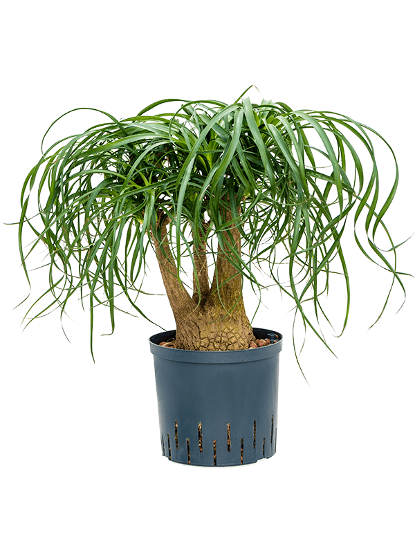 Beaucarnea recurvata