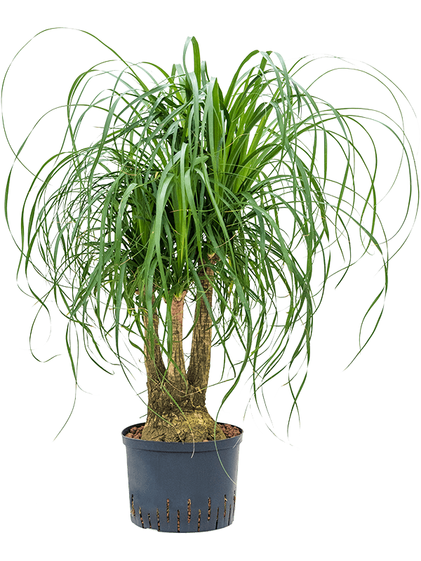 Beaucarnea recurvata