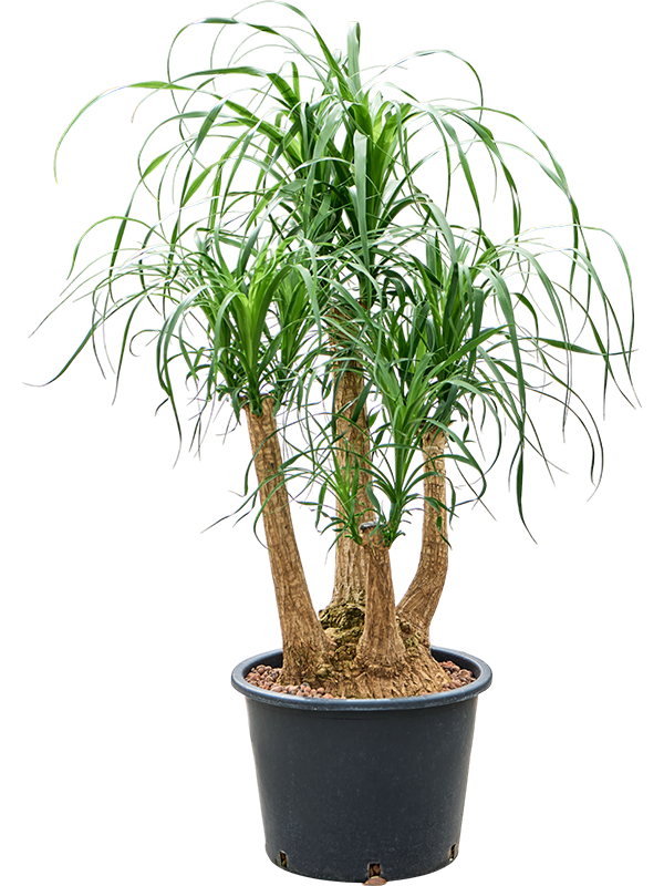Beaucarnea recurvata